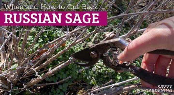 Should you trim russian sage?