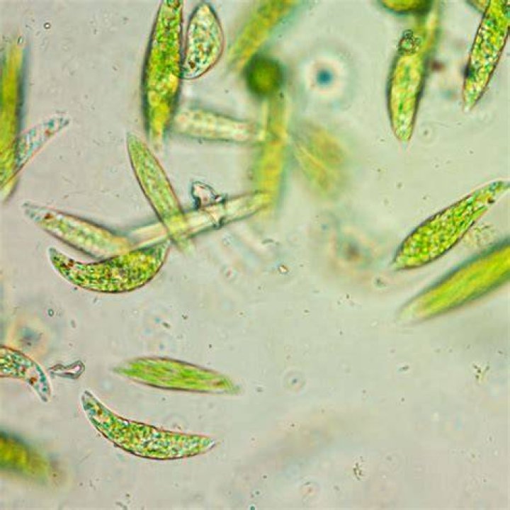Were do euglena live?