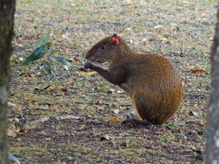 What adaptations do agoutis have?
