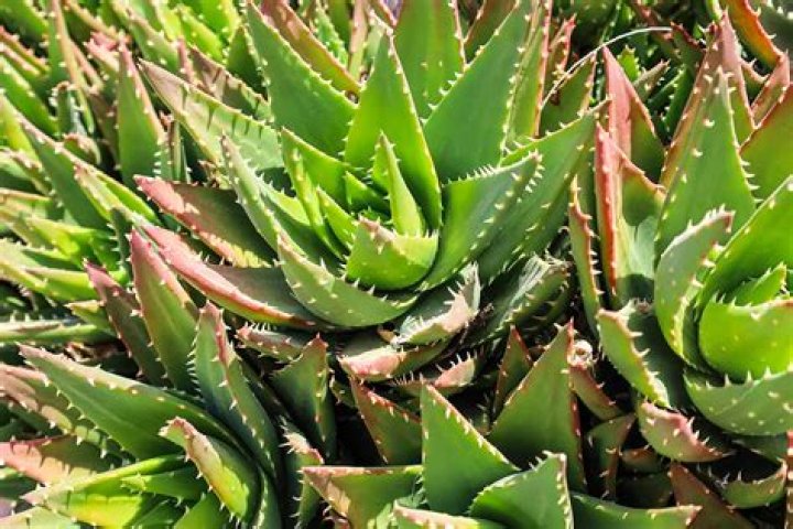 What aloes good for?