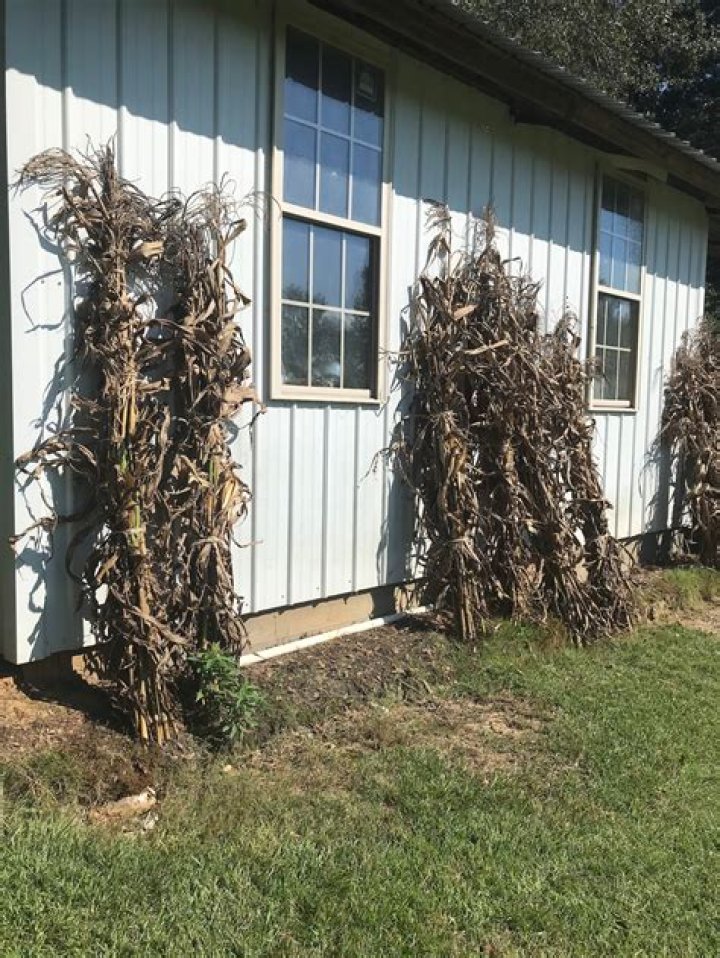 What are baled corn stalks used for?