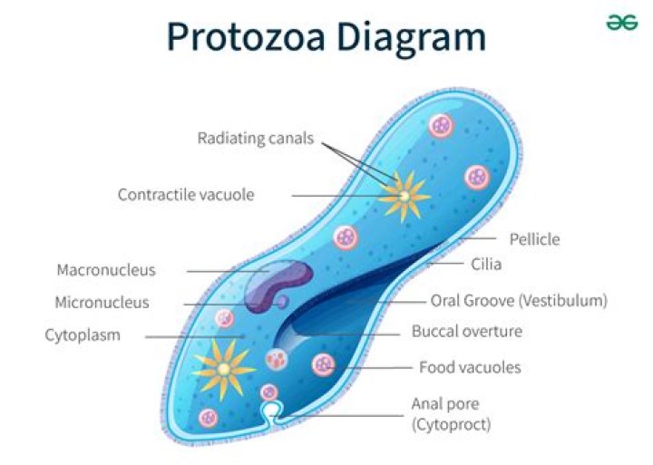 What are flagellated protozoans give an example?