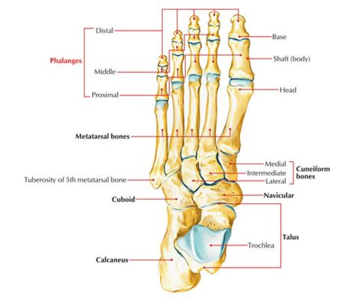 What are phalanges in the foot?