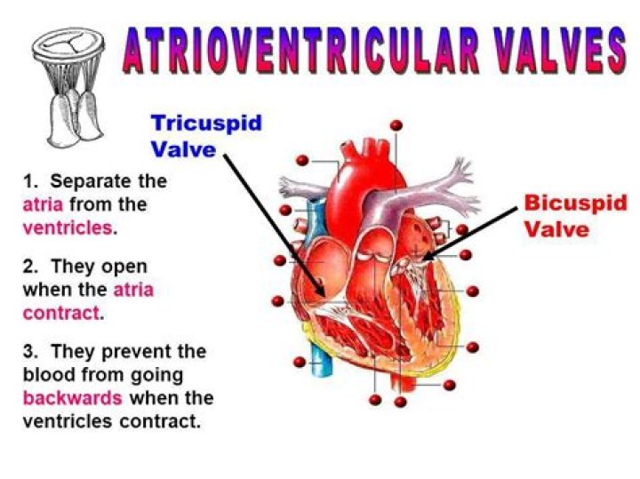 What are the av valves?