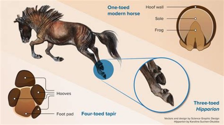 What did horses do before horseshoes?