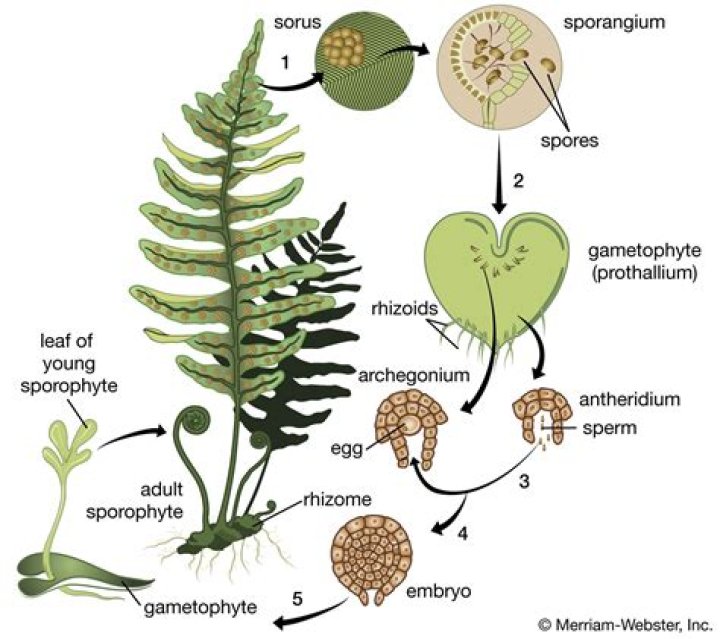 What does a sporophore do?
