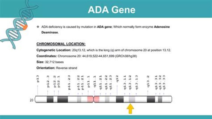 What is adenosine deaminase?