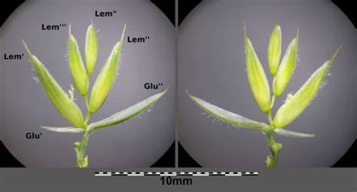 What is gluma made of?