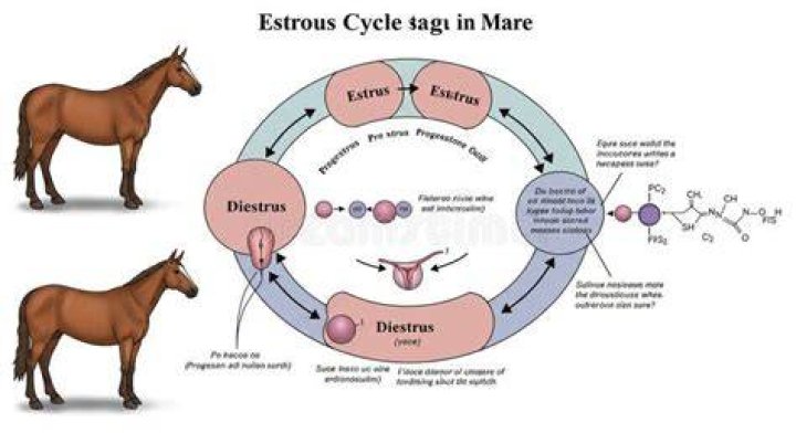 What is meant by dioestrus?