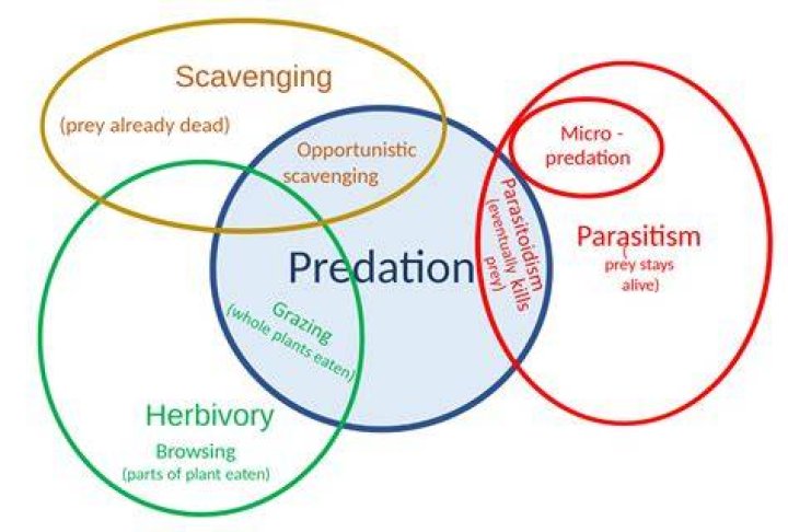 What is meant by predatism?