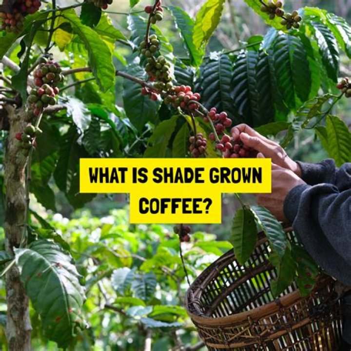 What is shade grown coffee?