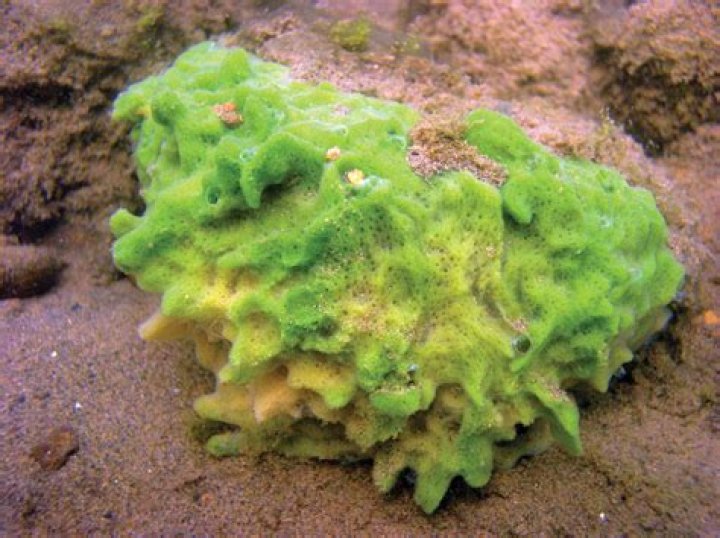 What is spongocoel made of?