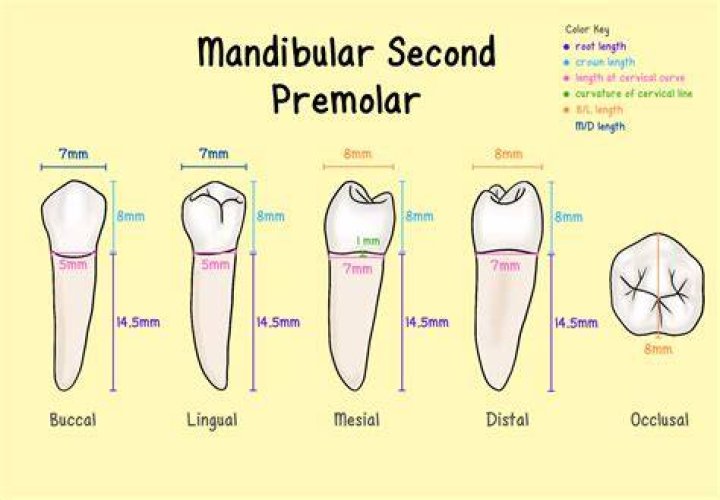 What mandibular premolar is larger?