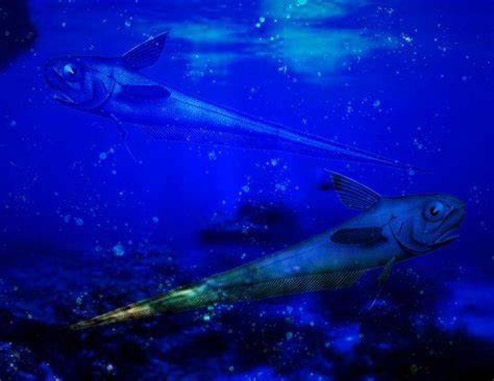 What zone does the rattail fish live in?