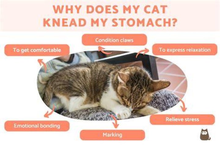 Whats it mean when cats knead?