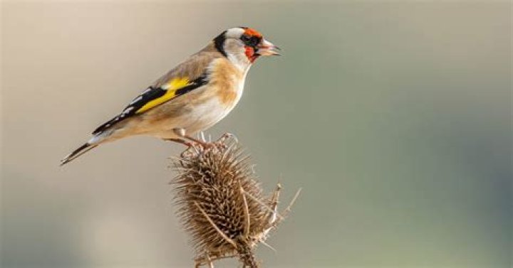 When do goldfinches migrate?