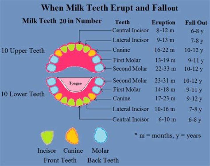 When does milk tooth fall?