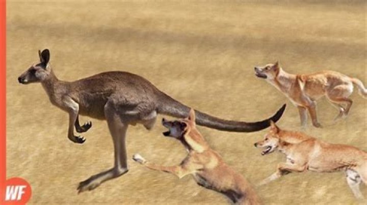 When followed by predators kangaroos submerge?