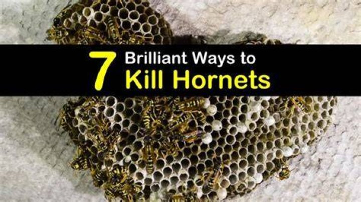 When to kill hornets?