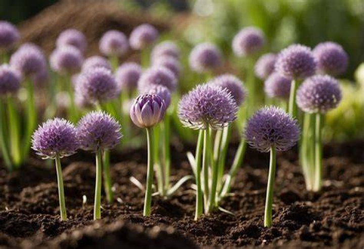 When to plant allium bulbs?