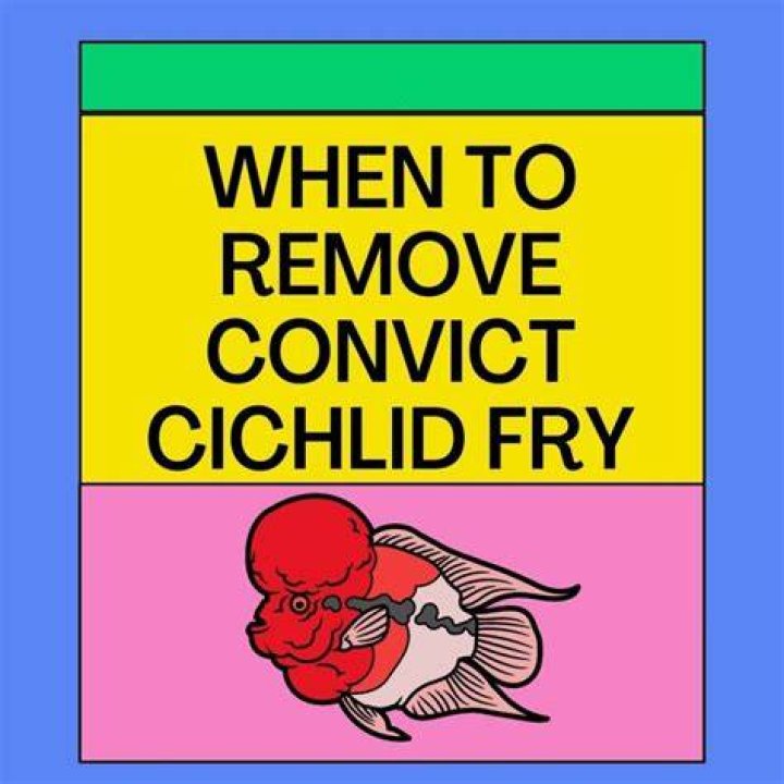 When to remove convict cichlid fry?