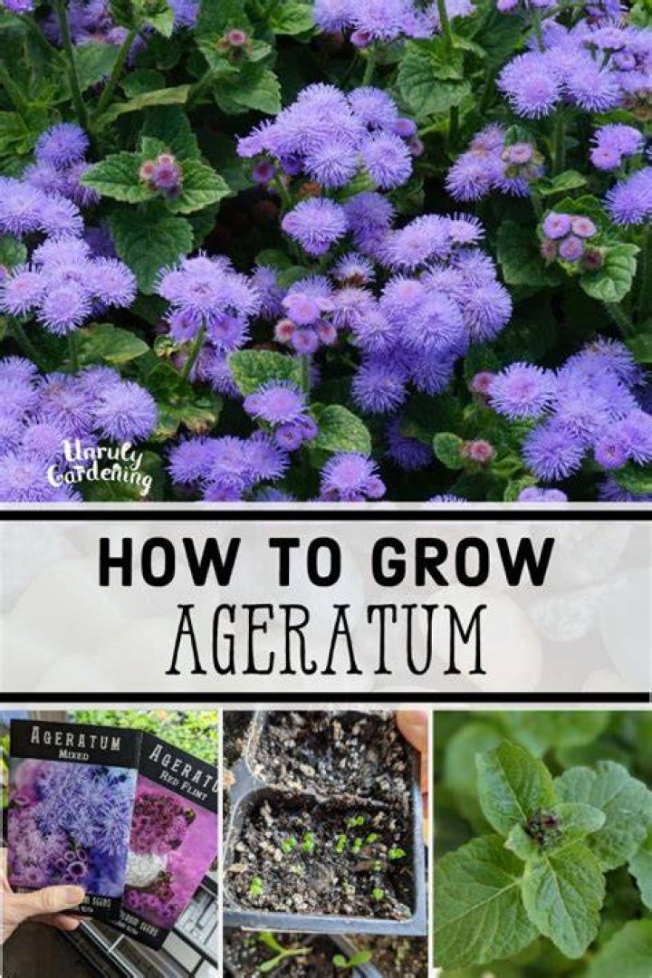 When to sow ageratum seeds?