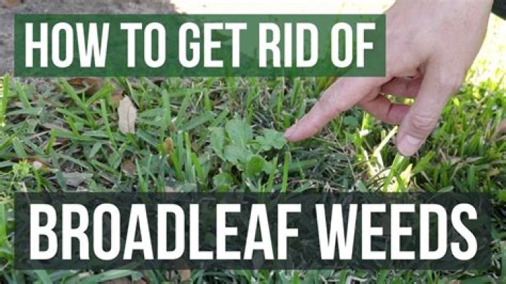 When to treat broadleaf weeds?