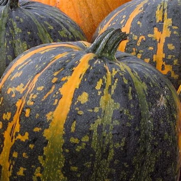 When was styrian pumpkin oil invented?