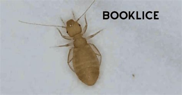 Where are booklice found?