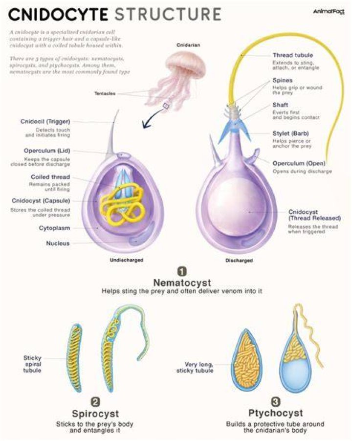 Where are cnidocytes found?