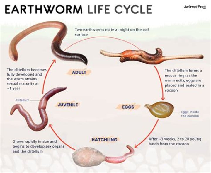 Where did earthworms come from?