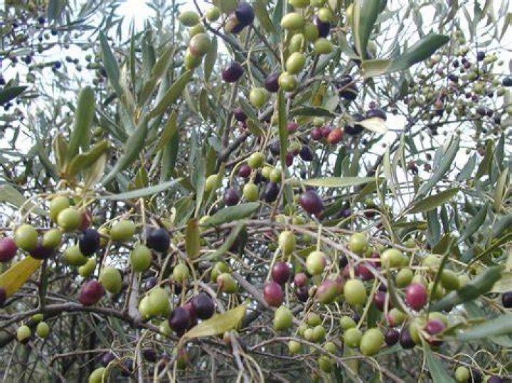 Where did olives originate?