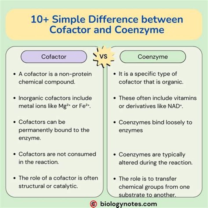 Where do cofactors and coenzymes bind?