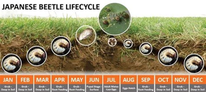 Where do japanese beetles come from?