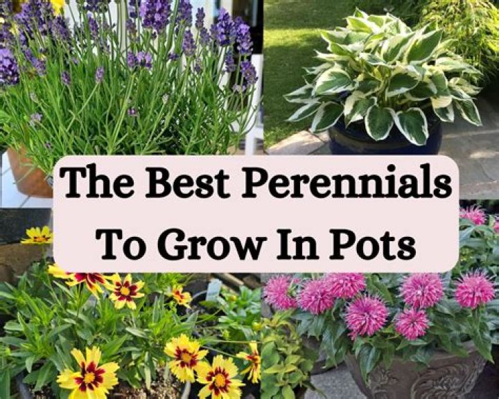Where do perennials grow?