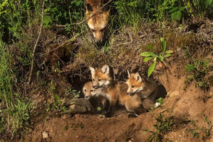 Where do red foxes live?