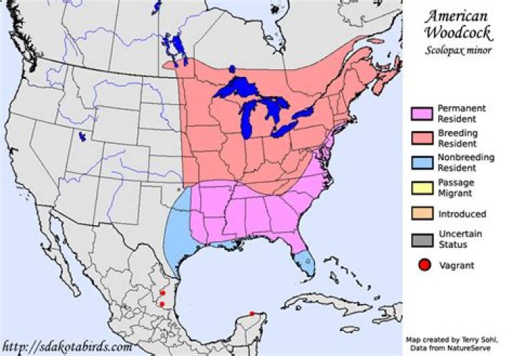 Where do woodcock migrate to?