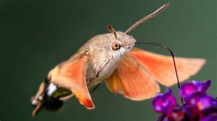 Where does hawk moth live?