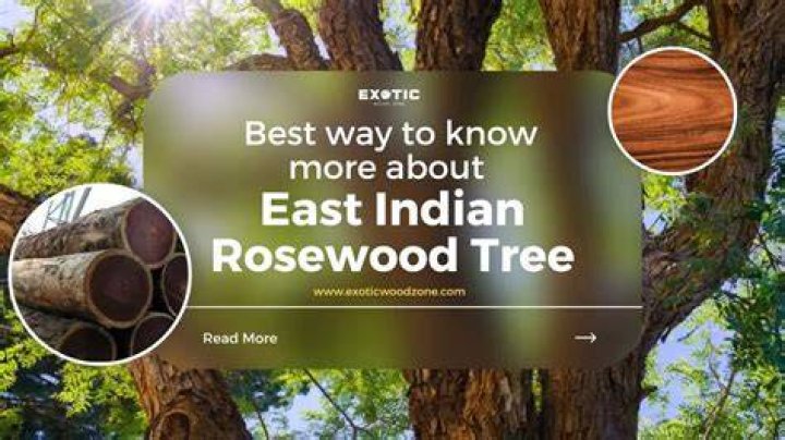 Where does rosewood trees grow?
