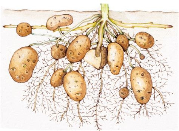 Where is a potato grown?