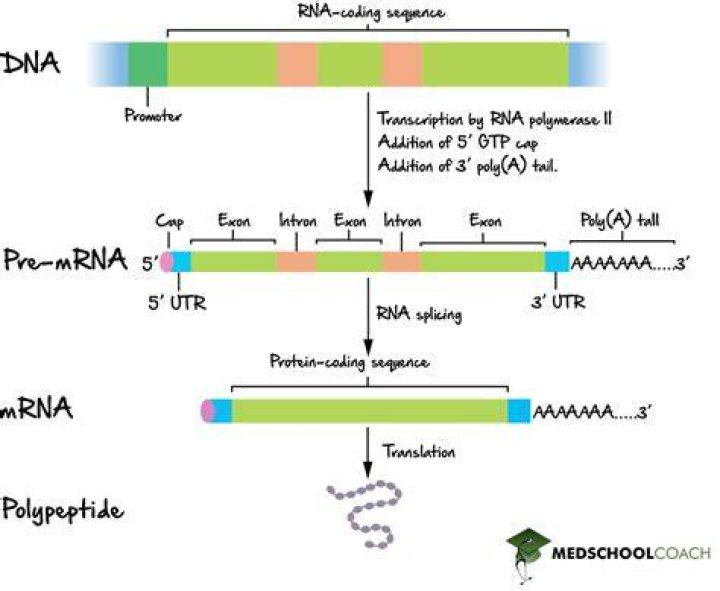 Where is gene splicing?