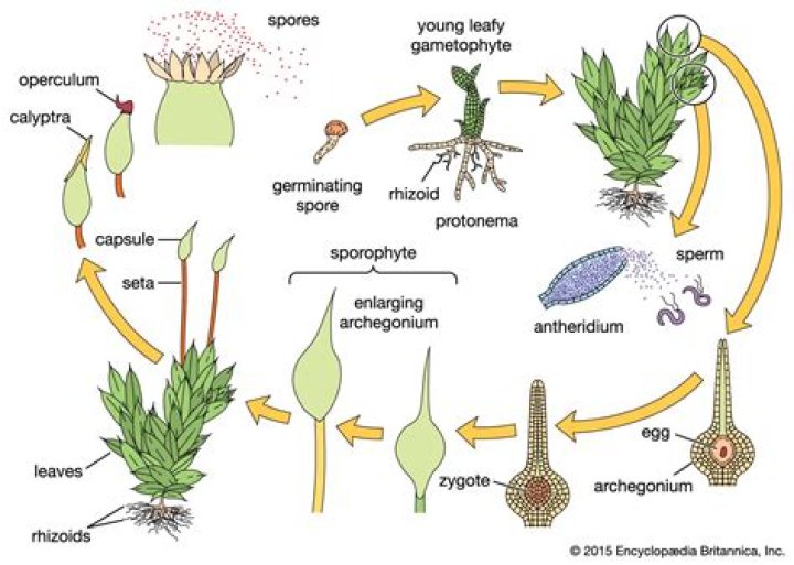 Where is the gametophyte in moss?