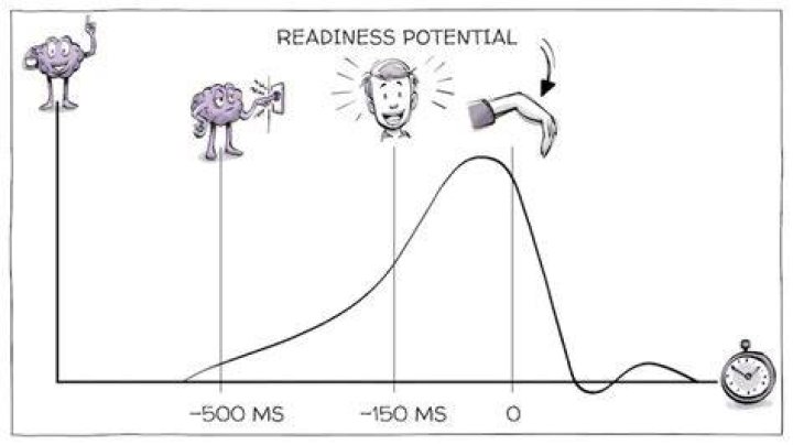 Where is the readiness potential?