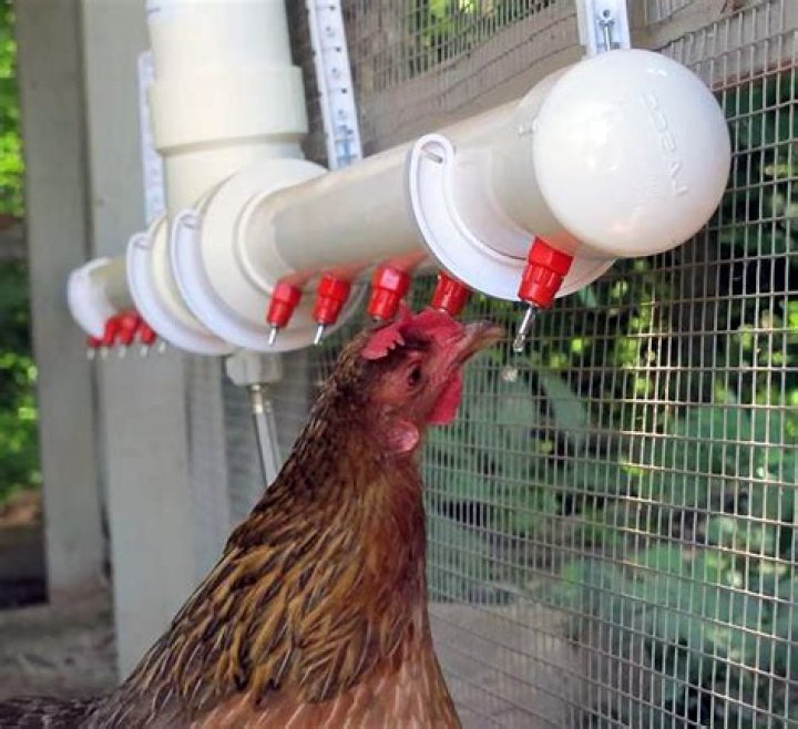 Where to hang chicken waterer?