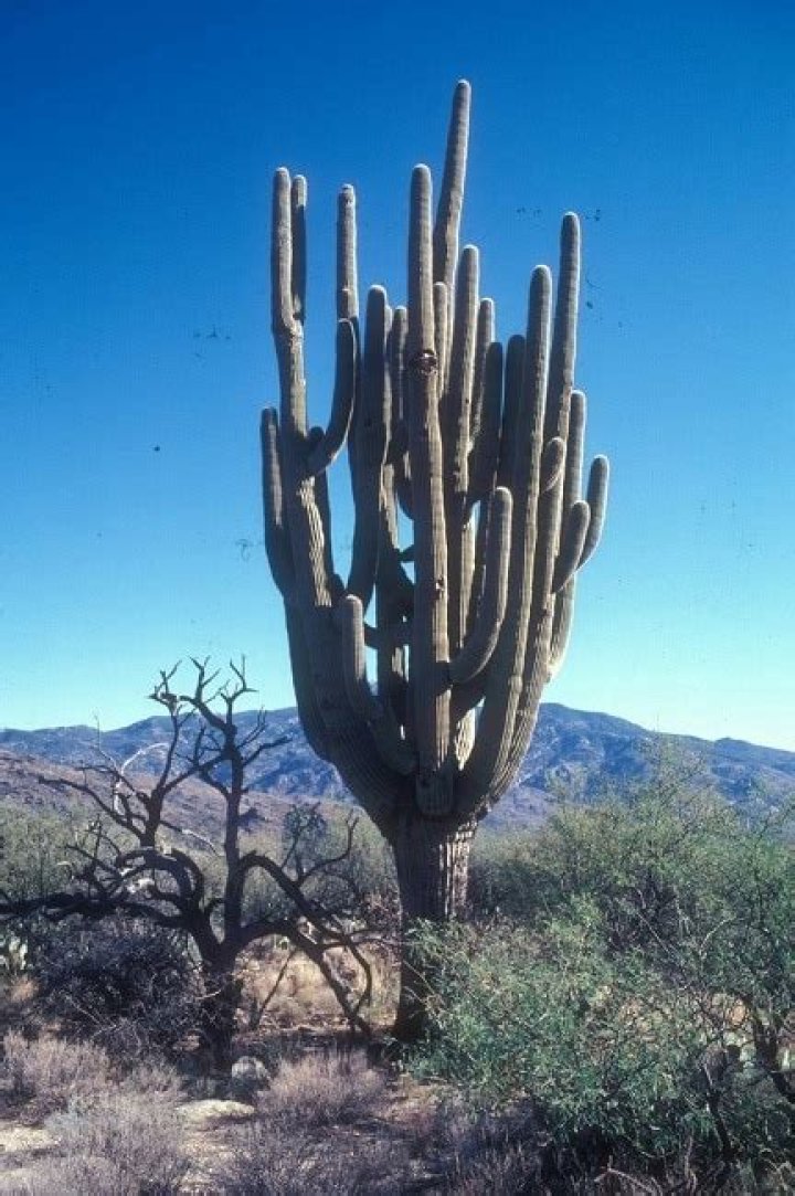 Where was old granddaddy cactus?