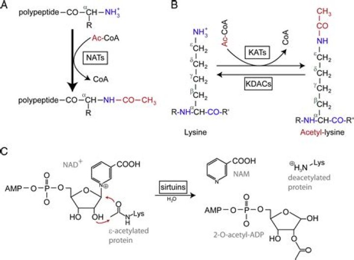 Which amino acids can be acetylated?
