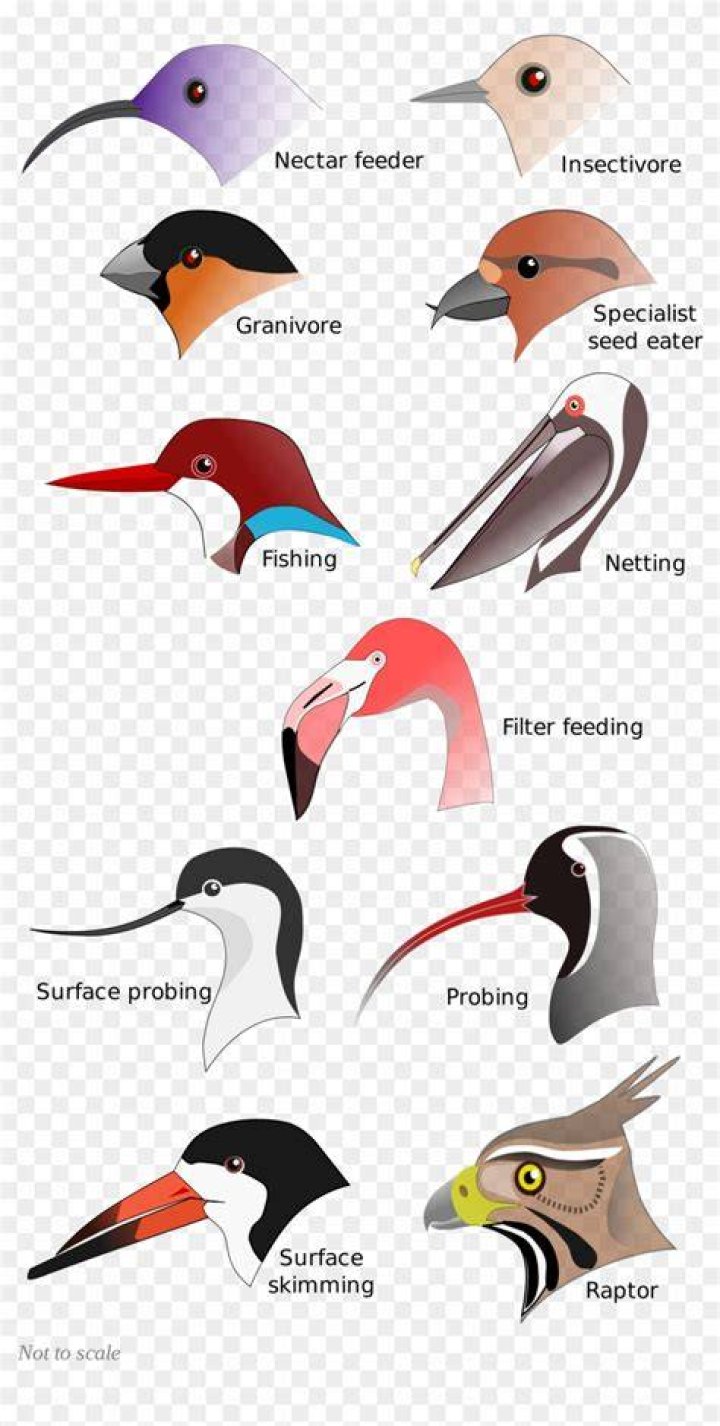 Which bird has a pouch like beak?