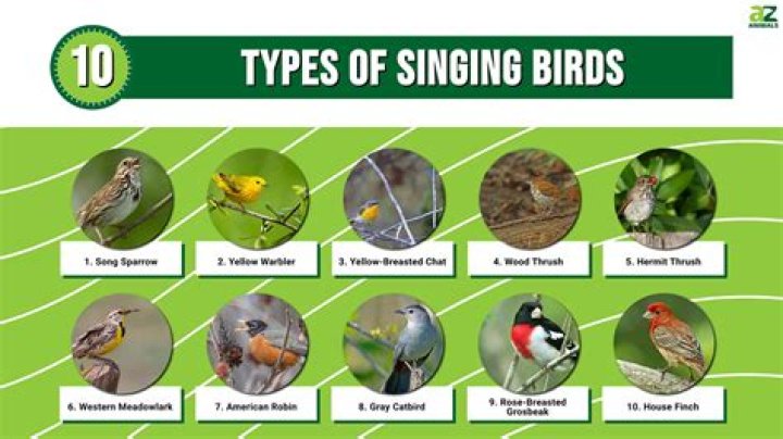 Which bird is a songbird?
