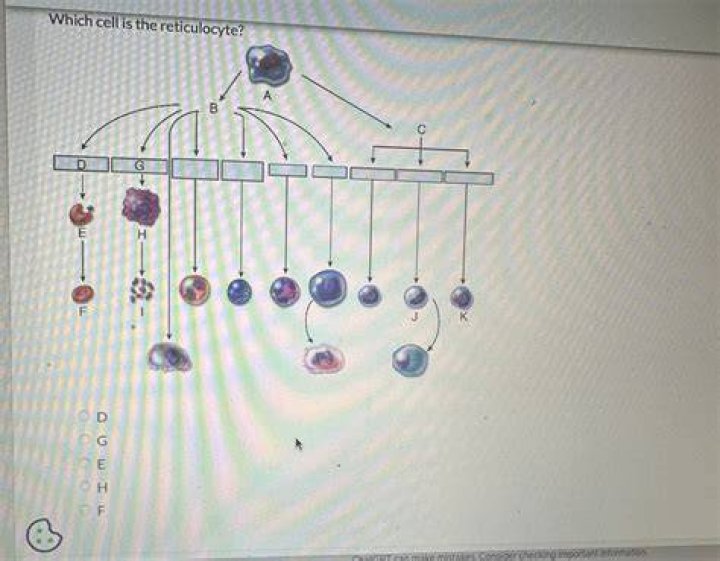 Which cell is the reticulocyte?