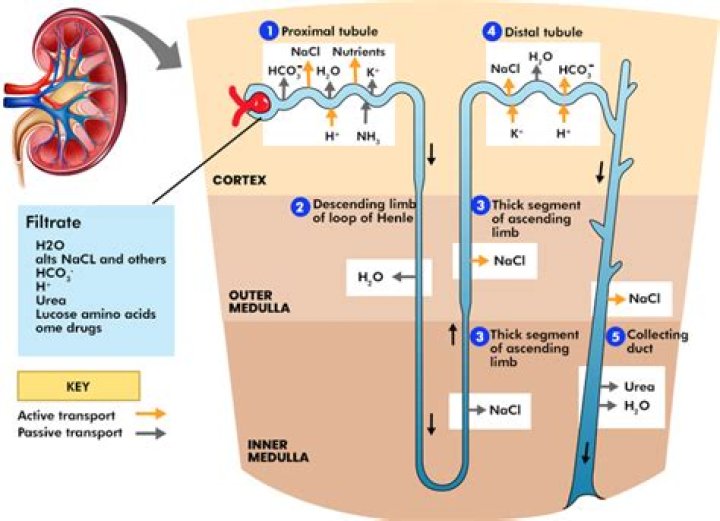 Which force favors glomerular filtration?